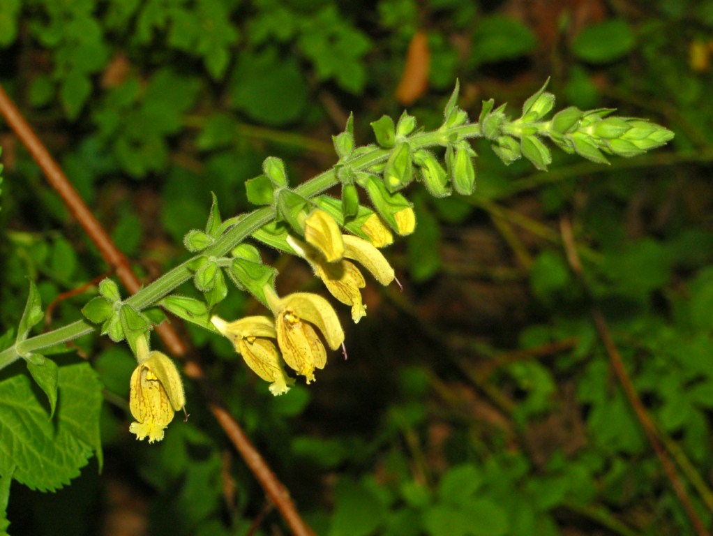 Una pianta con dei fiori gialli : Salvia glutinosa